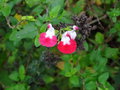 vignette Salvia microphylla 'Hot Lips' - Sauge