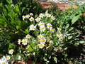 vignette Tanacetum balsamita = Balsamita major = Chrysanthemum balsamita, balsamite, menthe coq
