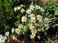 vignette Tanacetum balsamita = Balsamita major = Chrysanthemum balsamita, balsamite, menthe coq