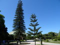 vignette Araucaria heterophylla = Araucaria excelsa - Pin de Norfolk