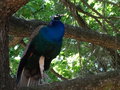 vignette Pavo cristatus - Paon bleu