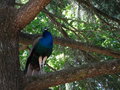 vignette Pavo cristatus - Paon bleu