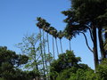 vignette Washingtonia