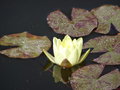 vignette Nymphaea - Nnuphar