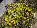 vignette Lysimachia congesta et Polygonum capitata =Persicaria capitata