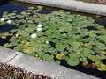 vignette Nymphaea alba - Nnuphar blanc