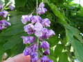 vignette Wisteria - Glycine  fleur double