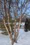 vignette Betula nigra 'Little King' = Fox Valley