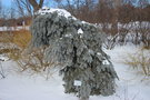 vignette Picea pungens 'Glauca Slenderina Pendula'