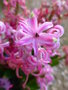 vignette Jacinthe multiflora - Hyacinthus