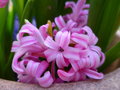 vignette Jacinthe multiflora - Hyacinthus