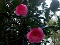 vignette Camellia japonica ' Usu-otome' 2016