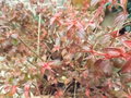 vignette Centradenia floribunda