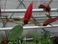 vignette Passiflora coccinea - Passiflore rouge