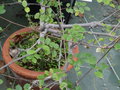 vignette Phyllanthus lokohensis