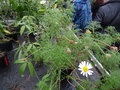 vignette Argyranthemum sundingii