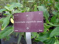 vignette Streptochaeta angustifolia