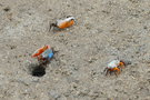 vignette Crabe violoniste (Tubuca coarctata)