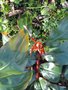 vignette Hedychium greenii Ex India