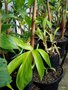 vignette Philodendron bipinnatifidum selloum