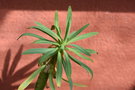 vignette Euphorbia atropurpurea