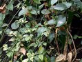 vignette Jasminum azoricum , (oleaceae) , Madre ?