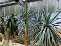 vignette Aloe alooides / Aloe recurvifolia