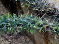 vignette Didierea troilii  , (didiereaceae) , Madagascar