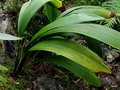 vignette Lycaste powelli (orchidaceae) , Panama