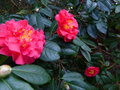 vignette Camellia Dr Clifford's park au 22 02 16