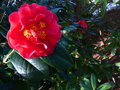 vignette Camellia Dr Clifford's park au 21 02 16