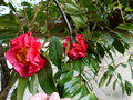 vignette Camellia Francie L gros plan au 11 02 16