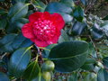vignette Camellia japonica Bob's tinsie gros plan au 30 12 15