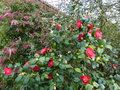 vignette Camellia japonica Bob's tinsie vue rapproche au 26 01 16