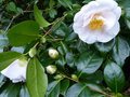 vignette Camellia japonica D.W.Davis au 01 03 16