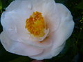 vignette Camellia japonica D.W.Davis gros plan de sa trs grosse fleurau 23 02 16 16