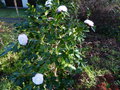 vignette Camellia japonica Desire au 19 12 15