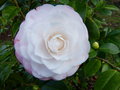 vignette Camellia japonica Desire gros plan au 04 02 16