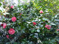 vignette Camellia japonica elegans au 09 02 16