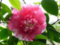vignette Camellia japonica elegans au gros plan au 21 01 16