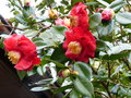 vignette Camellia japonica Grand Prix au 12 02 16