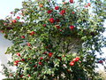 vignette Camellia japonica Grand Prix immense et aux trs grandes fleurs au 05 03 16