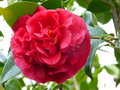 vignette Camellia japonica Kramer supme gros plan au 03 03 16