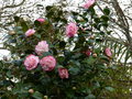 vignette Camellia japonica Margaret Davisau 06 02 16