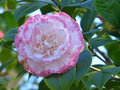 vignette Camellia japonica Margaret Davis gros plan au 29 02 16