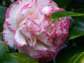 vignette Camellia japonica Margaret Davis gros plan au 04 01 16
