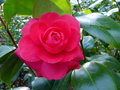 vignette Camellia japonica Margherita Coleoni gros plan au 29 12 15