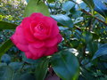 vignette Camellia japonica Margherita Coleoni gros plan au 30 12 15