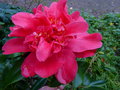 vignette Camellia japonica Mark Alan gros plan au 13 01 16