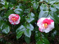 vignette Camellia japonica R.L.Wheeler variegated au 31 01 16